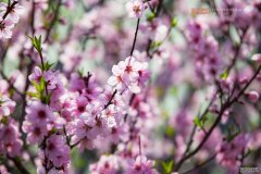 樱花桃花油菜花一花接一花中国水蜜桃之乡这个春天太美了